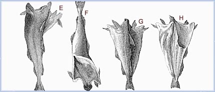 Round Cod and Flat Cod - 
Canadian Museum of Civilization