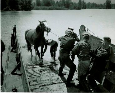 Des marins canadiens secourent un cheval