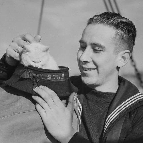 Un marin caresse la mascotte de son navire, un chat blanc, qui est assis dans sa casquette.