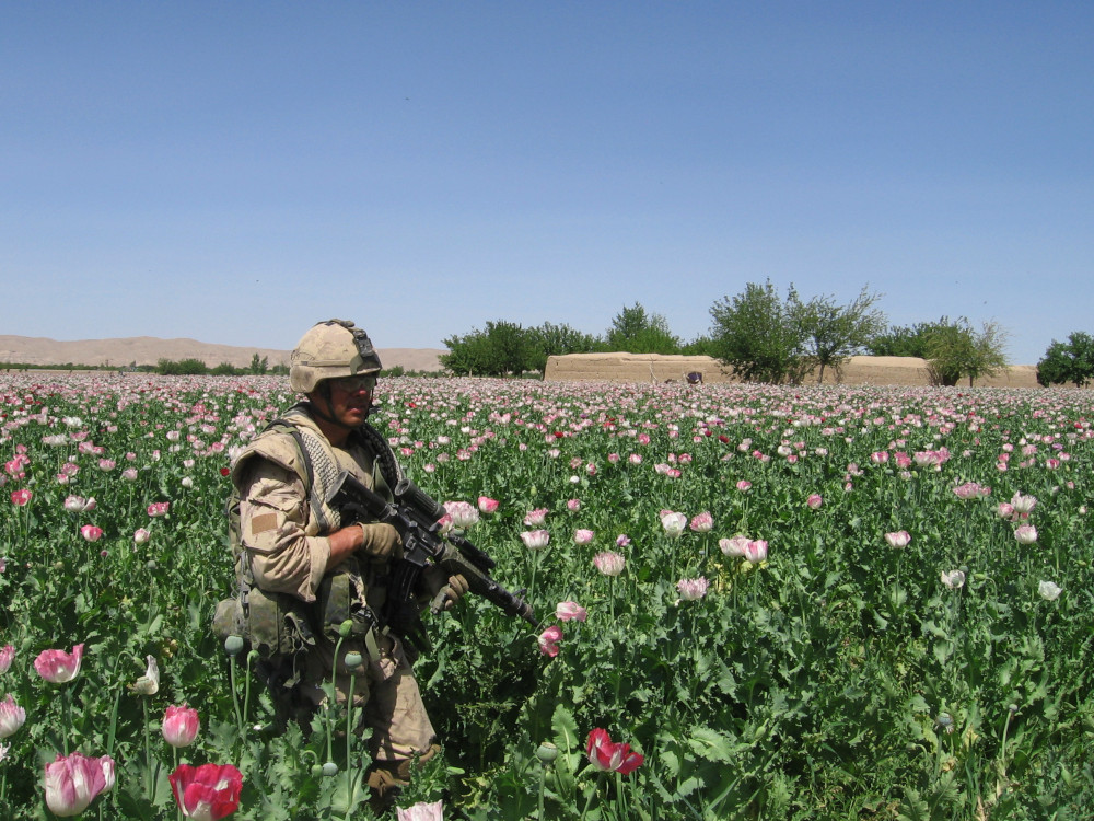 Un soldat vêtu d’une tenue de combat de camouflage beige, d’un casque et muni d’une arme à feu au milieu d’un champ de grandes fleurs roses, avec en arrière-plan des murs et des constructions en terre battue.